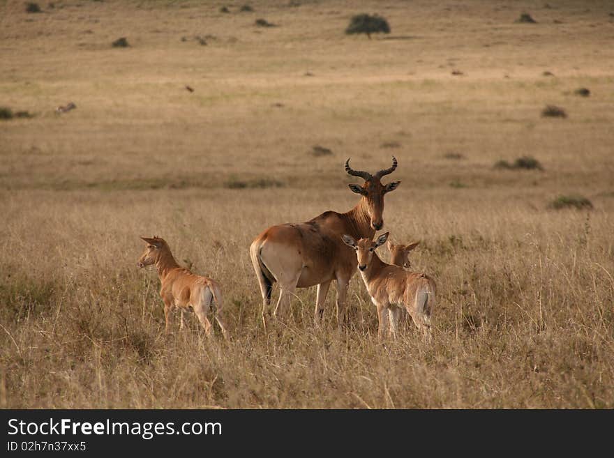 Hartebeest