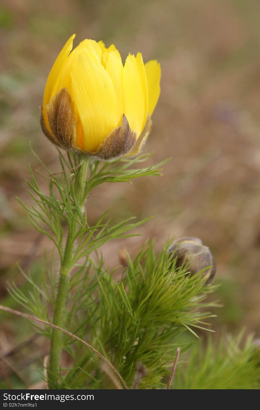 Single yellow flower on nature