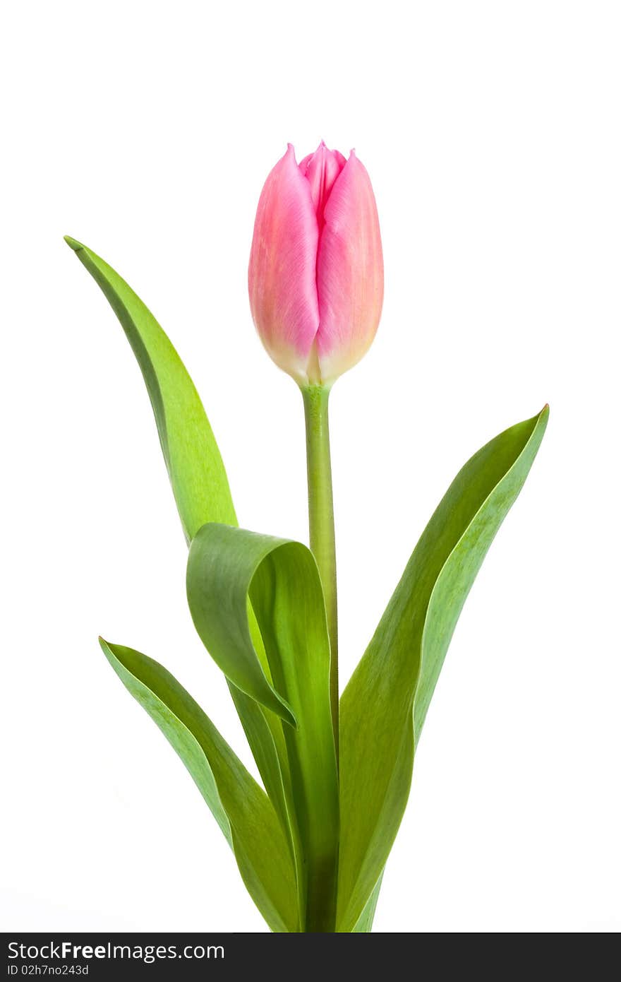 Pink tulip on white background. Pink tulip on white background