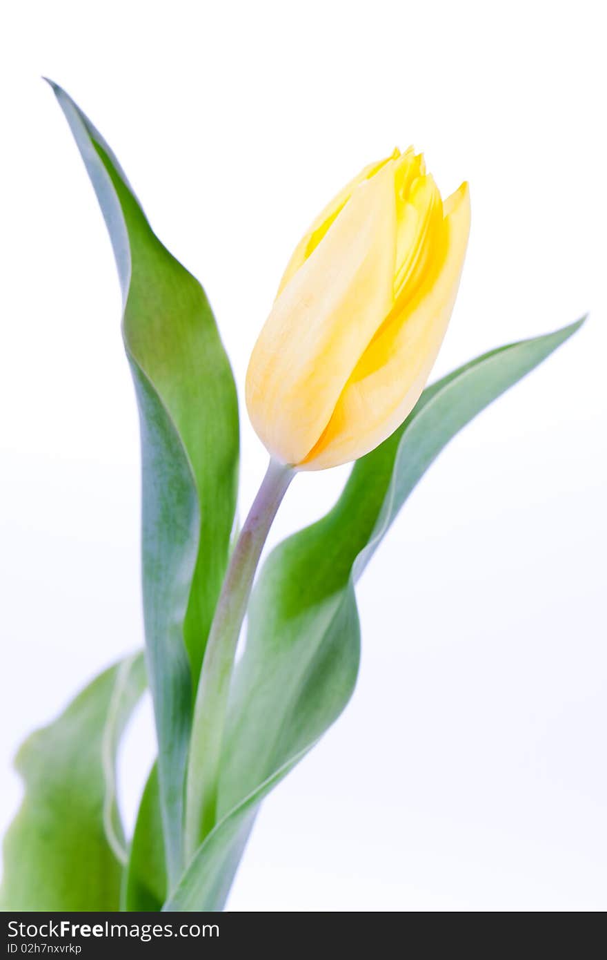 Yellow tulip on white background. Yellow tulip on white background