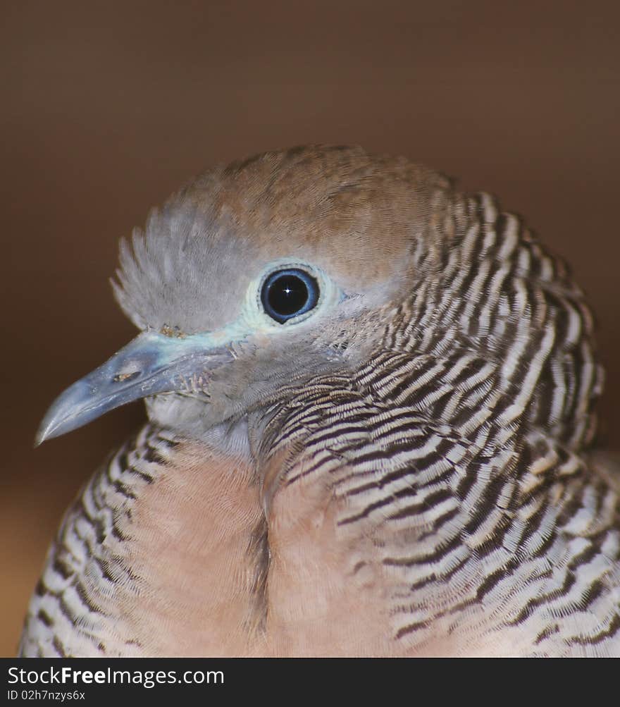 Little cuckoo-dove close up