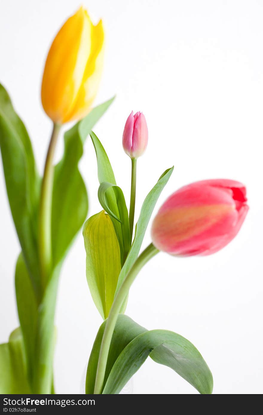 Tulips