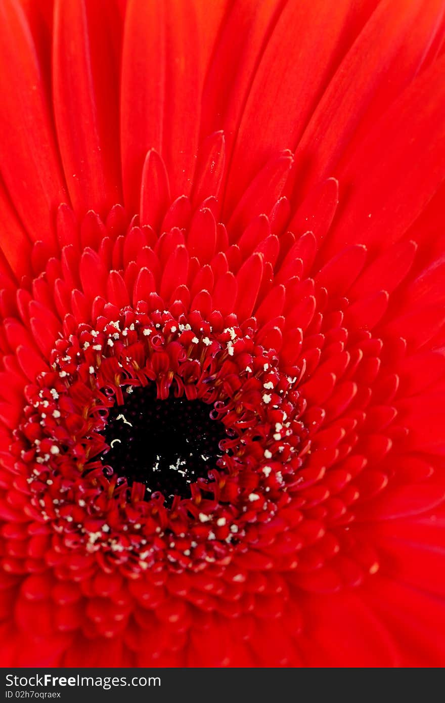 Macro shot of red gerber perfect for background