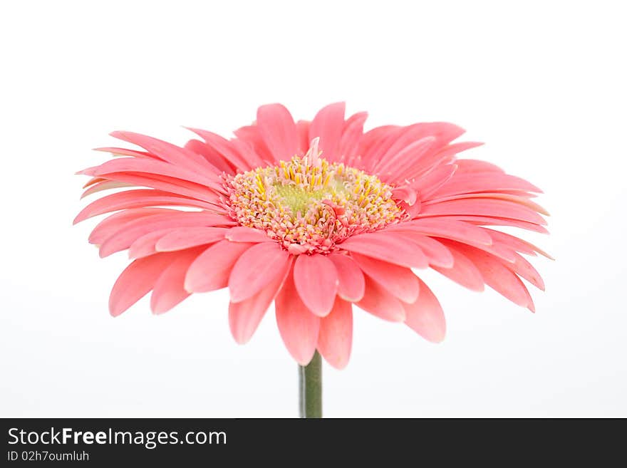 Pink Gerber on white background. Pink Gerber on white background