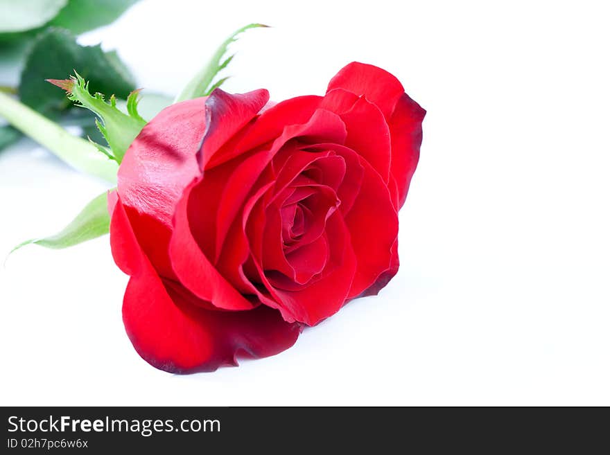 Close up of red rose on white background