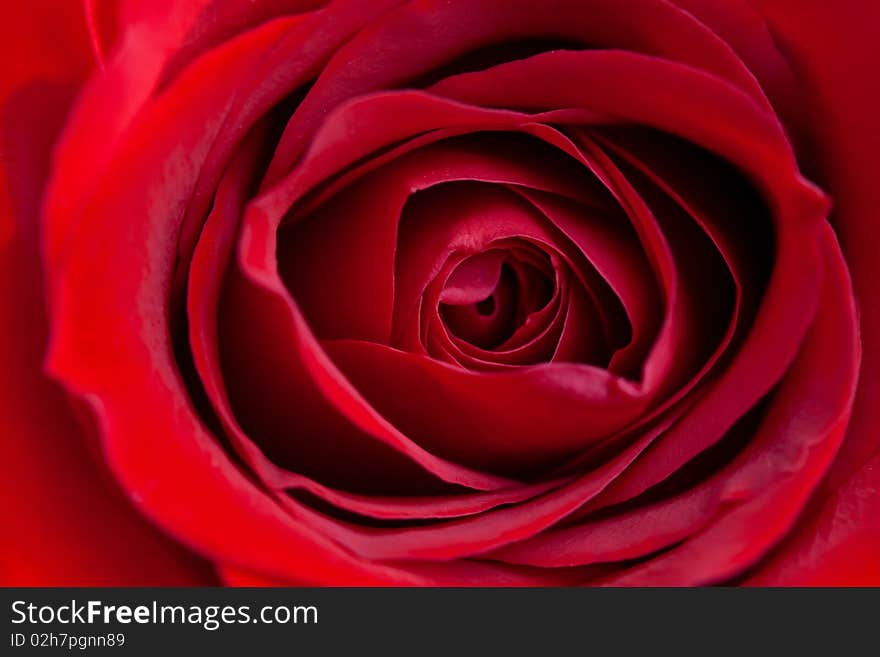 Close up of clean red rose