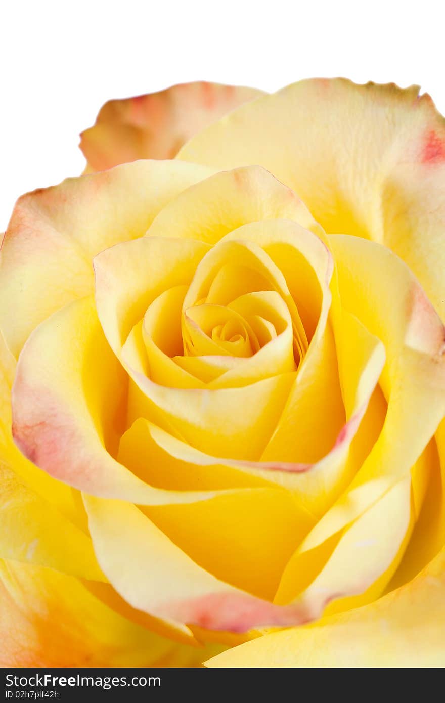 Close up macro shot of yellow rose