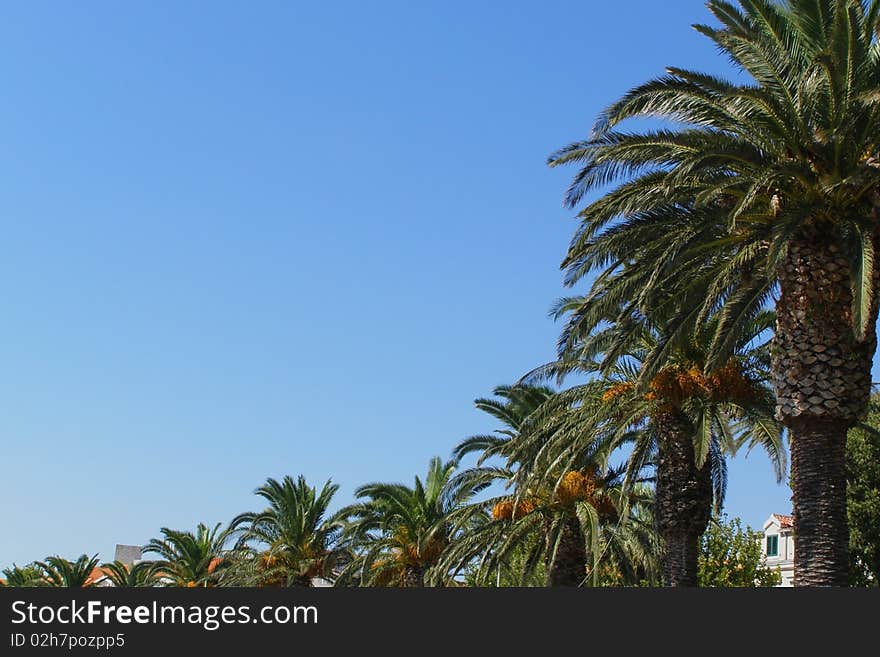 Horizontal row of palm trees, from closest to the farthest, with bright blue sky as space for text (copyspace). Horizontal row of palm trees, from closest to the farthest, with bright blue sky as space for text (copyspace)