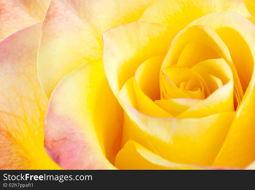 Close up of yellow rose