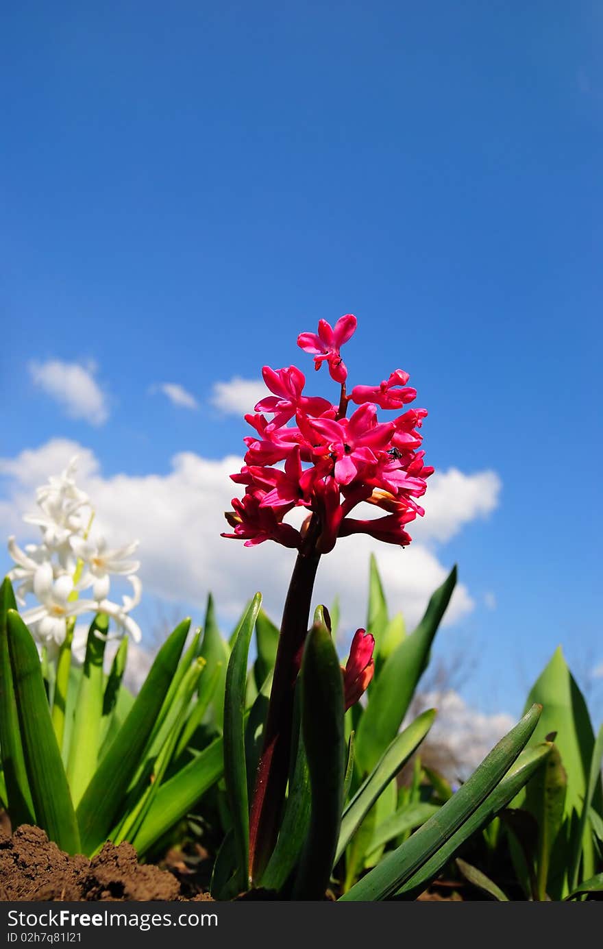 Red Flowers Against The Sky