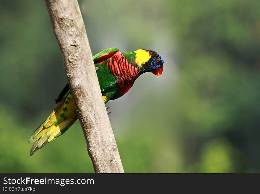 Beautiful Rainbow Lorikeet,West Australia