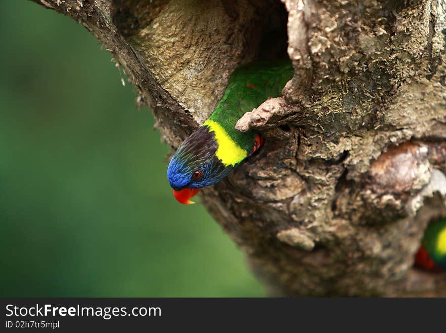 Rainbow Lorikeet,West Australia