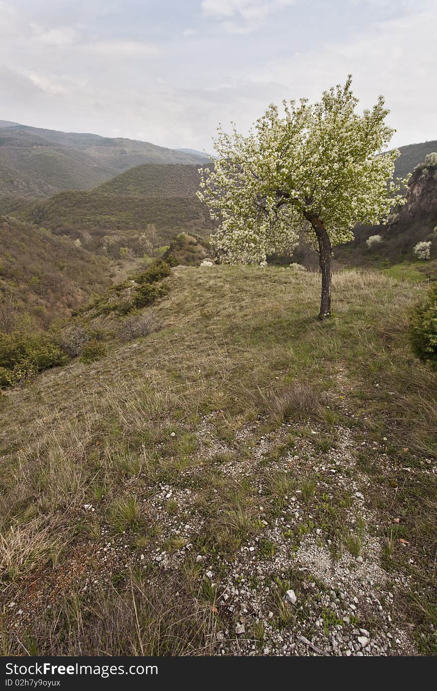 Cloudy spring scenery with green grass and blossomed trees. Cloudy spring scenery with green grass and blossomed trees.