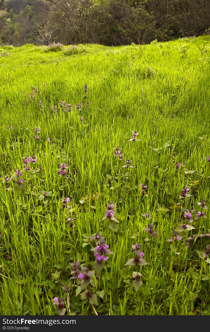 Spring field with green grass. Spring field with green grass