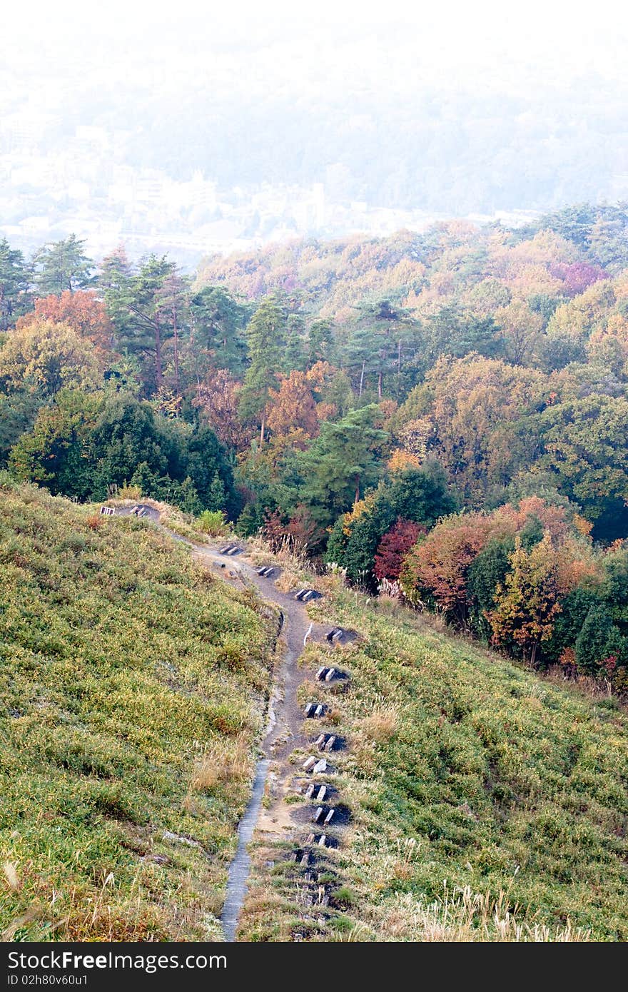 Multicolored trees on the hill. Multicolored trees on the hill