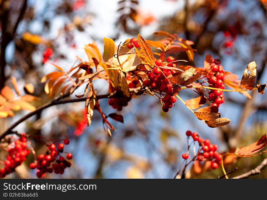 Golen fall leaves and red ashberrys. Golen fall leaves and red ashberrys