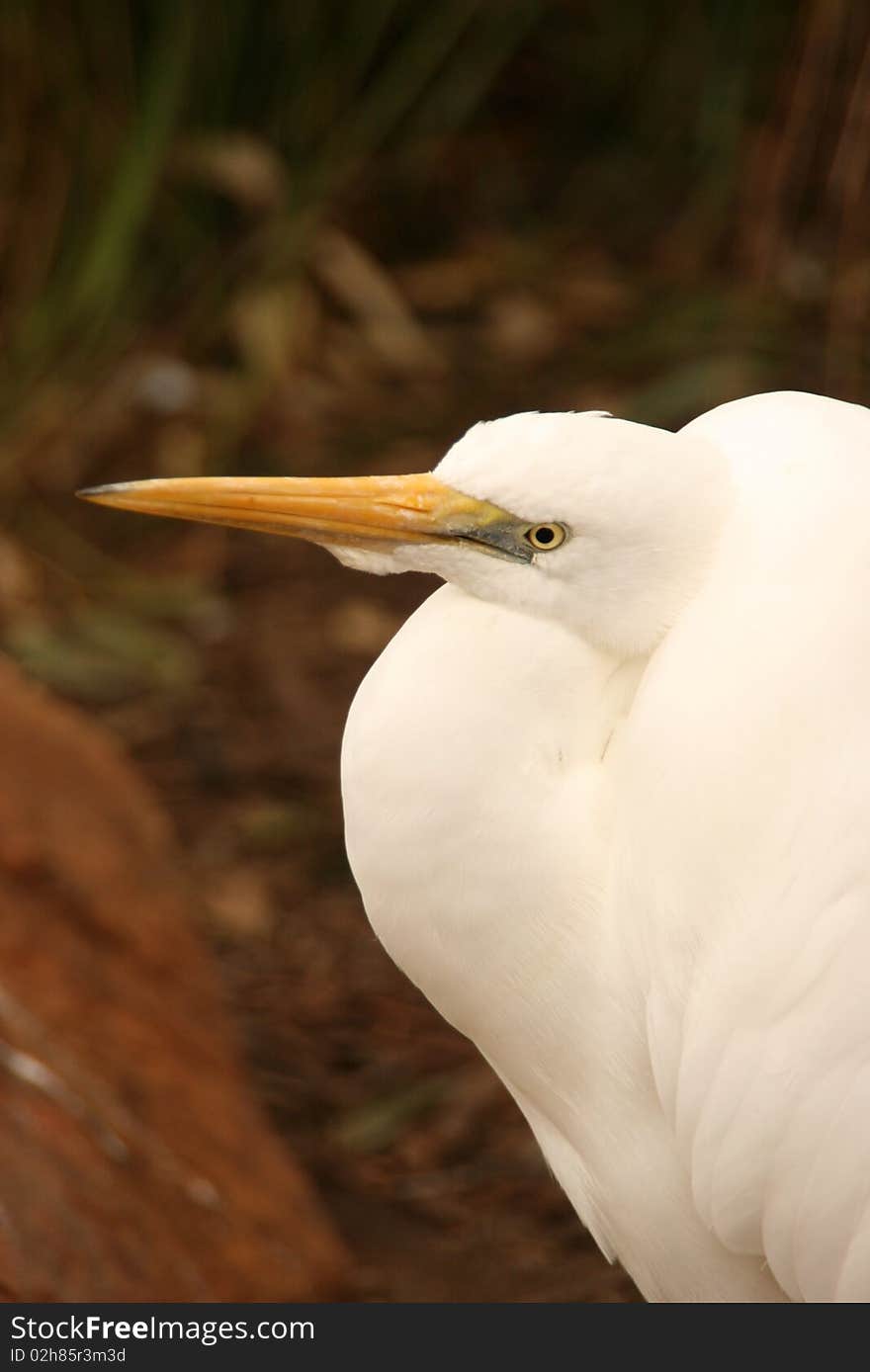 Egret