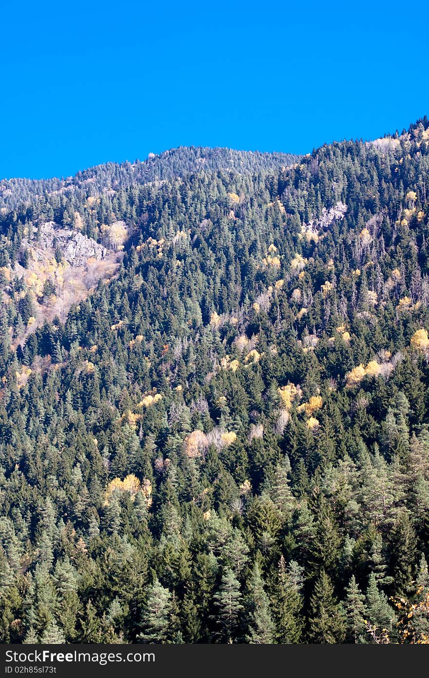 Yellow trees in the green forest. Yellow trees in the green forest