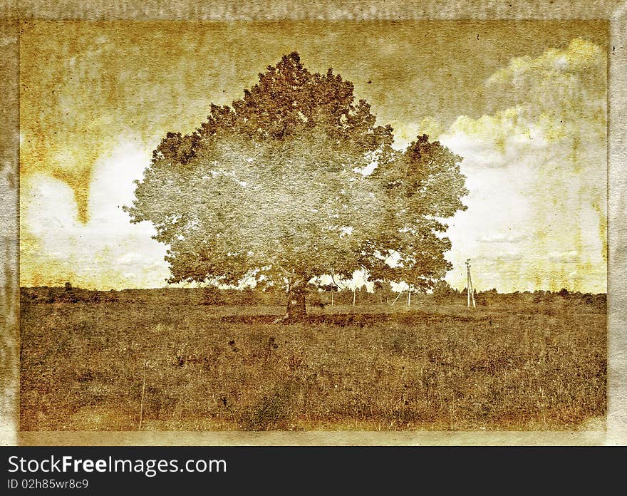 Oak on field on aging photography