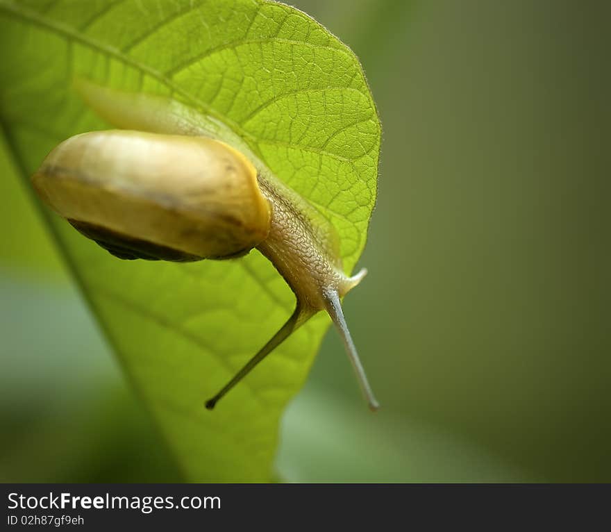 A divertive snail on leaf.