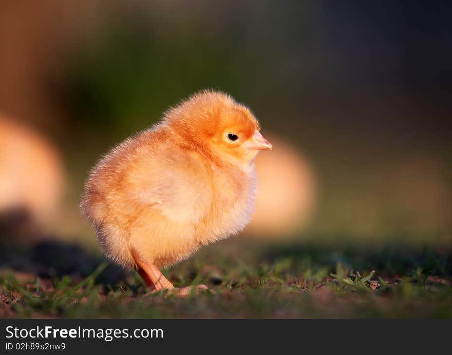 Small chicken in the nature