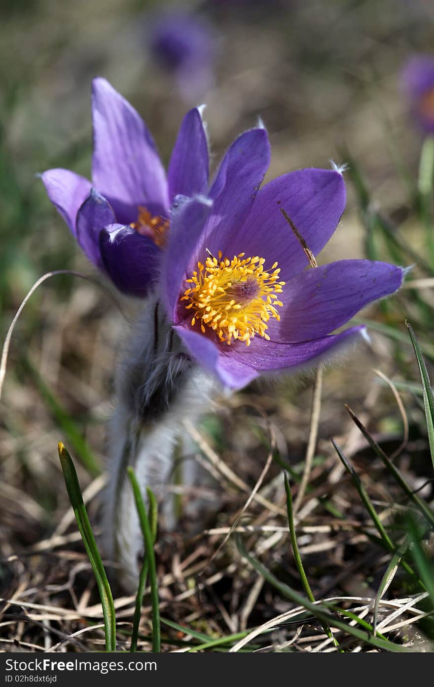 Spring flowers of Pulsatilla in nature