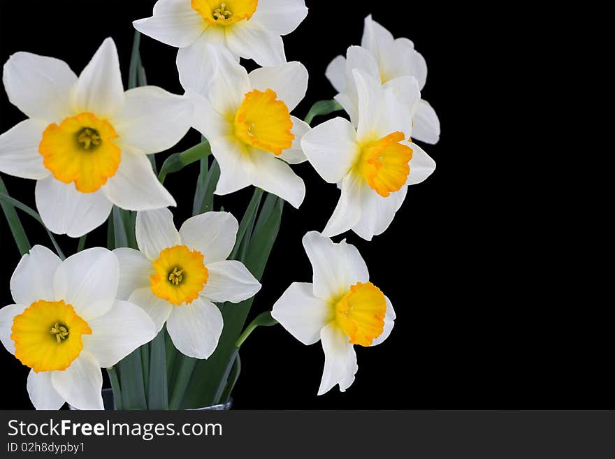 Beautiful springtime narcissus isolated on a black background