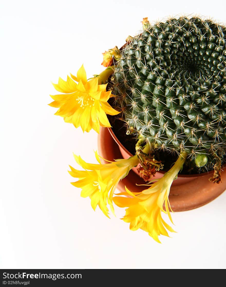 Blooming cactus plant