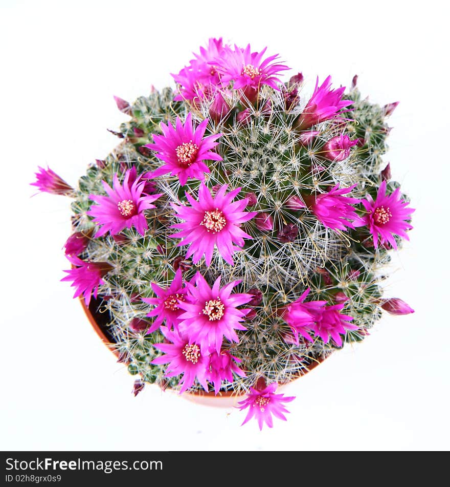 Blooming cactus plant