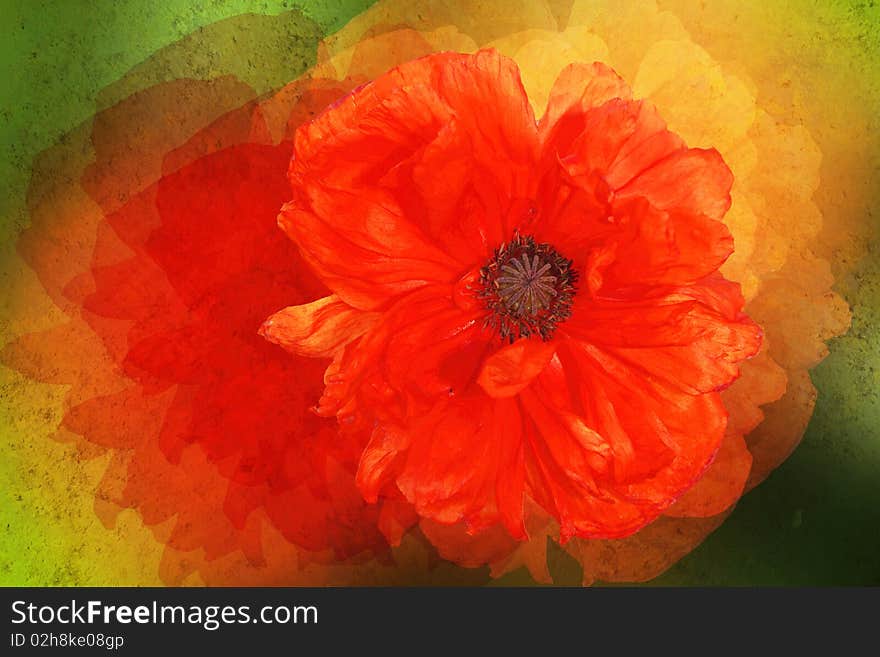 Stylized floral picture - orange canary creeper. Stylized floral picture - orange canary creeper