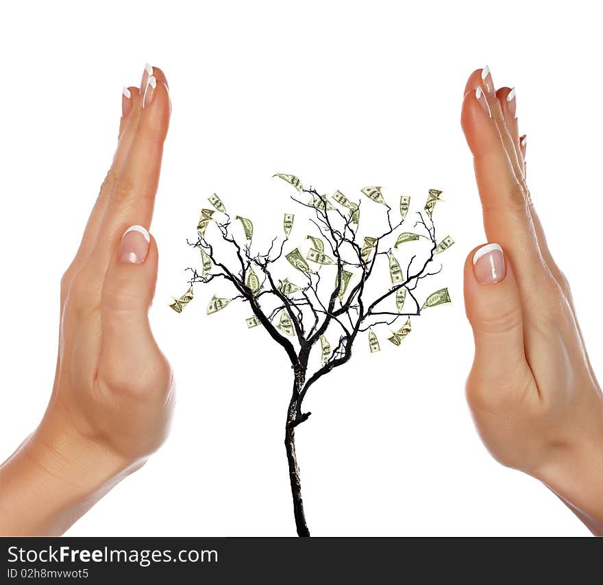 Hands and Money Tree