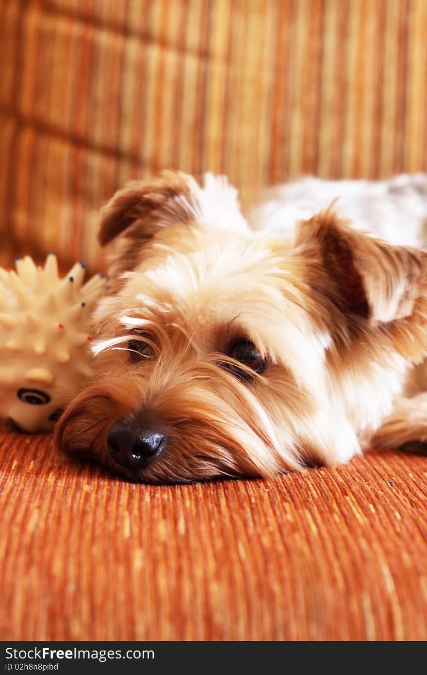 Yorkshire Terrier on a yellow background