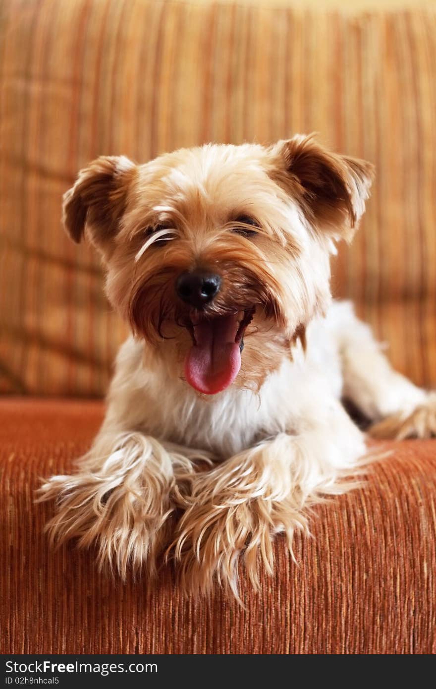 Yorkshire Terrier on a yellow background