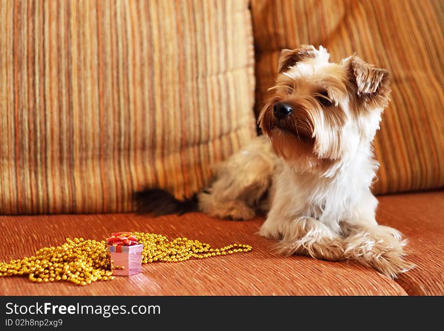 Yorkshire Terrier on a yellow background