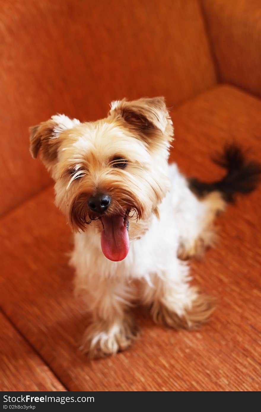 Yorkshire Terrier on a yellow background