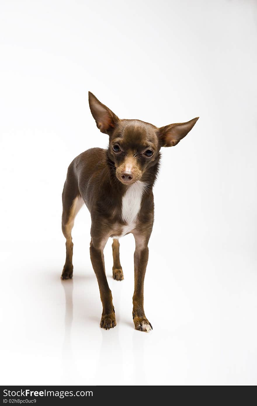 Funny curious toy terrier dog looking up