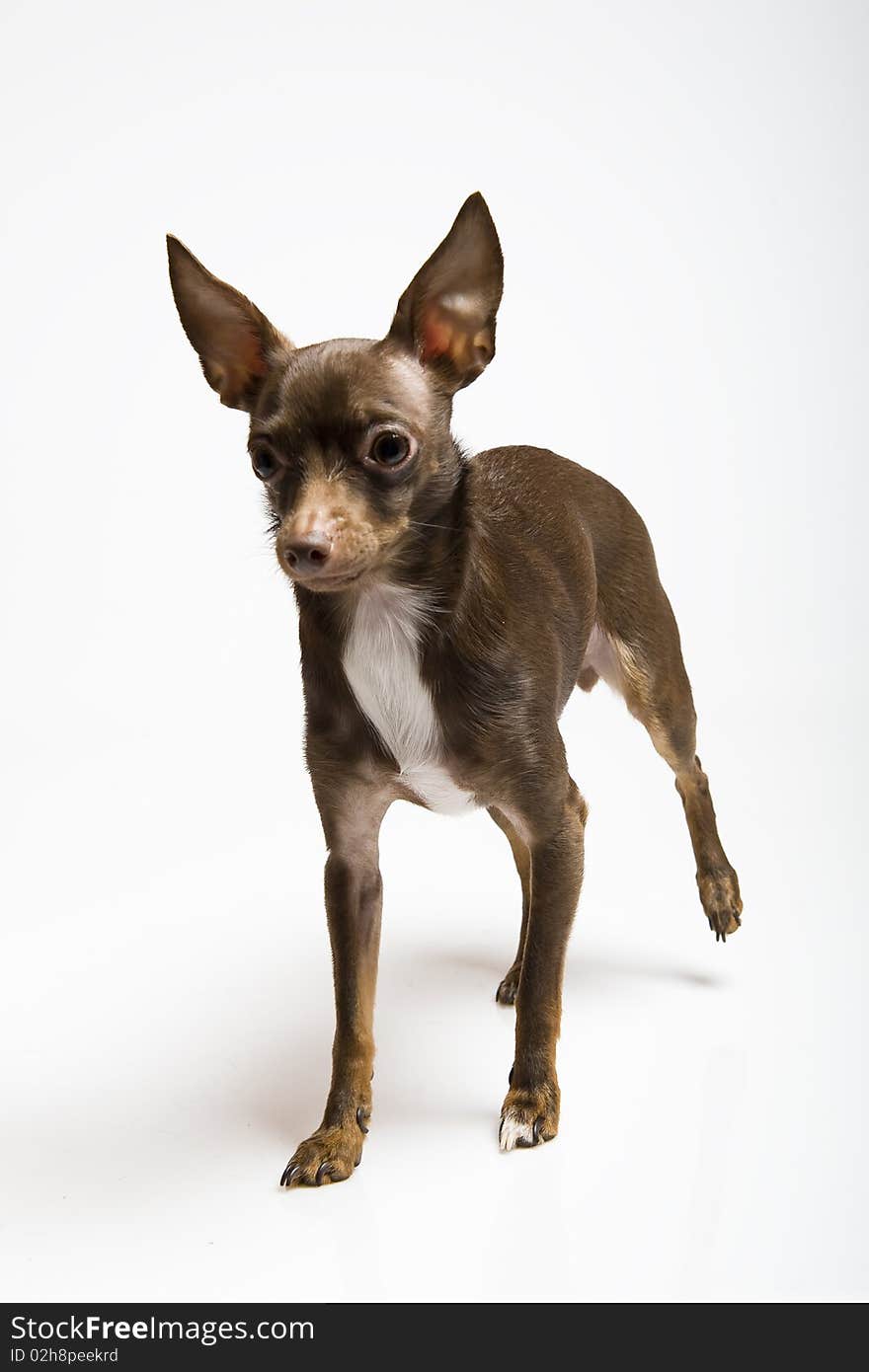 Funny curious toy terrier dog looking up