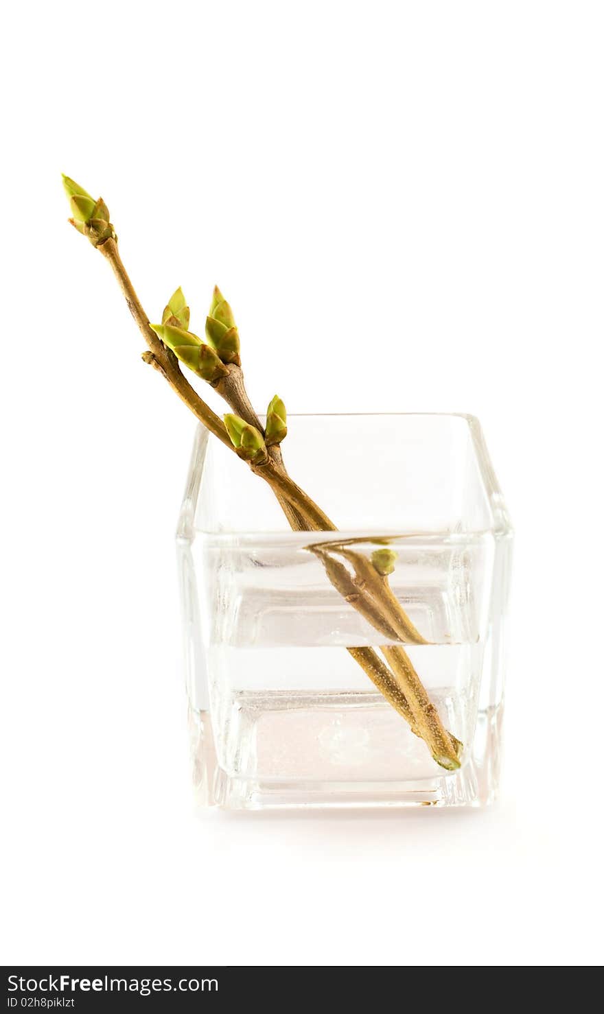 First Spring Leafs In Vase On White