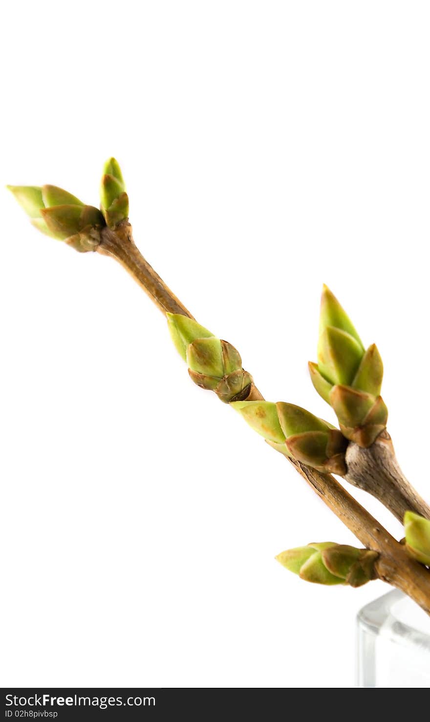 First spring leafs in vase on white