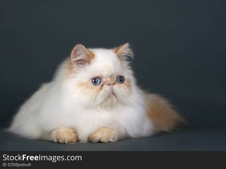 Persian cat breed lying on gray background.