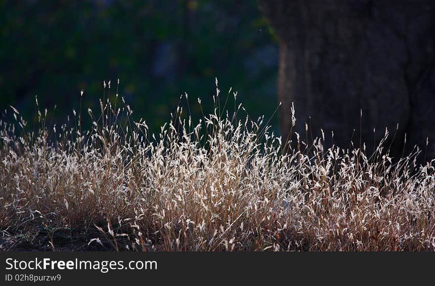 Grass in winter sun