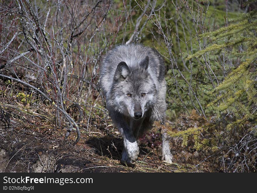 A female wolf emerging from the trees of the Canadian Rokies