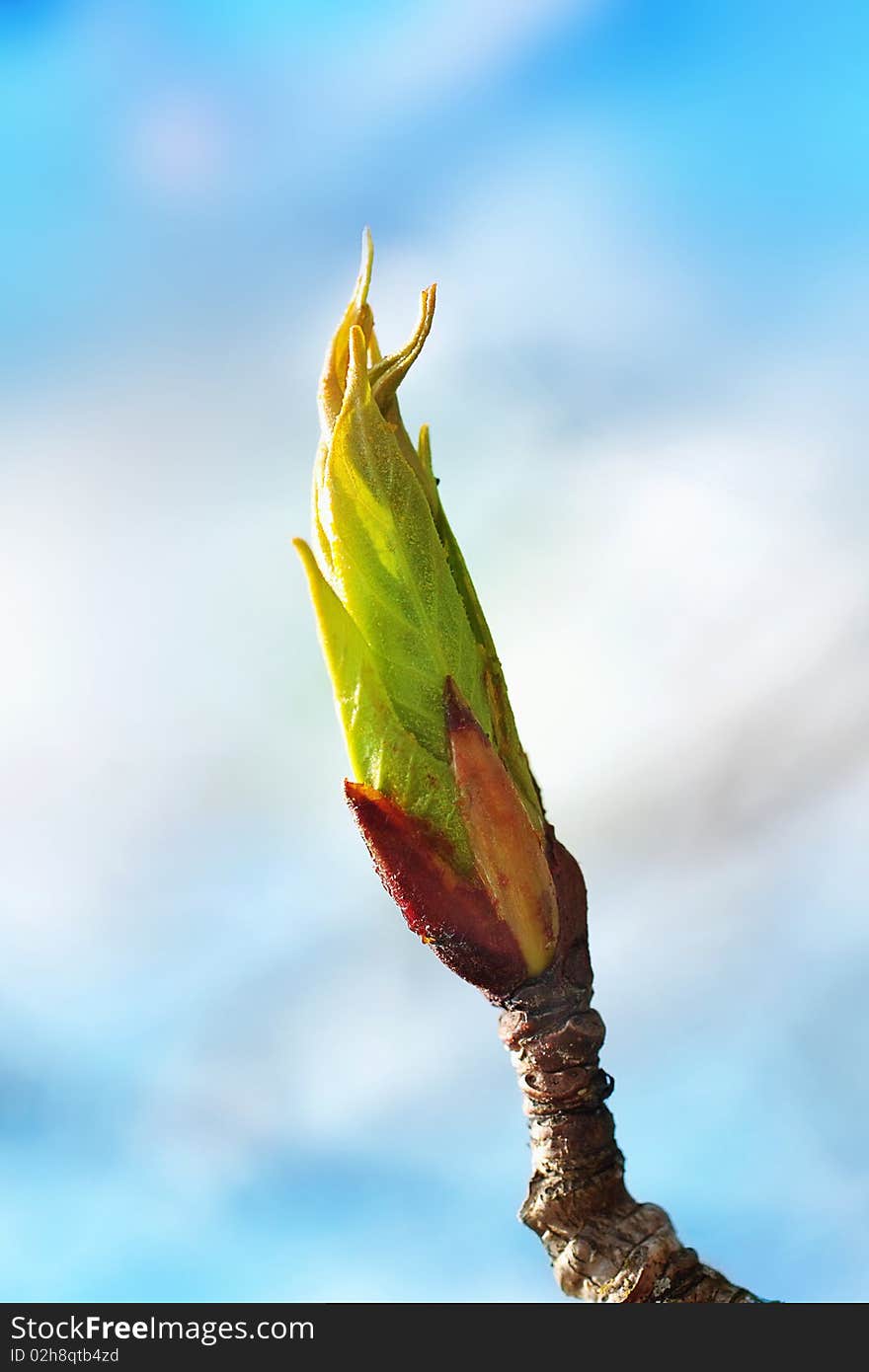 Growing leaves on the branch of a tree