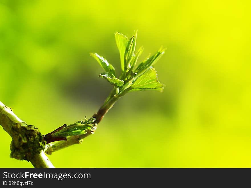 Growing leaves on the branch of a tree. Growing leaves on the branch of a tree