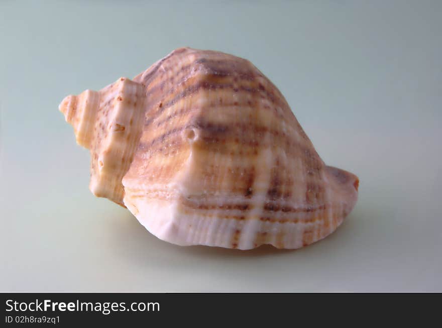 Sea shell on clear background. Sea shell on clear background.