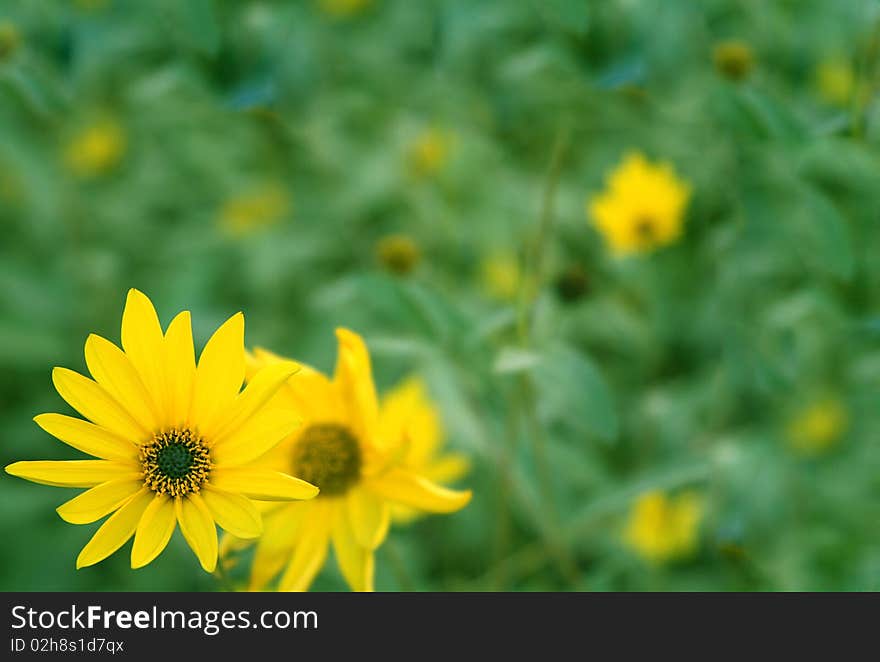 Background with colors of yellow color and green leaves. Background with colors of yellow color and green leaves.