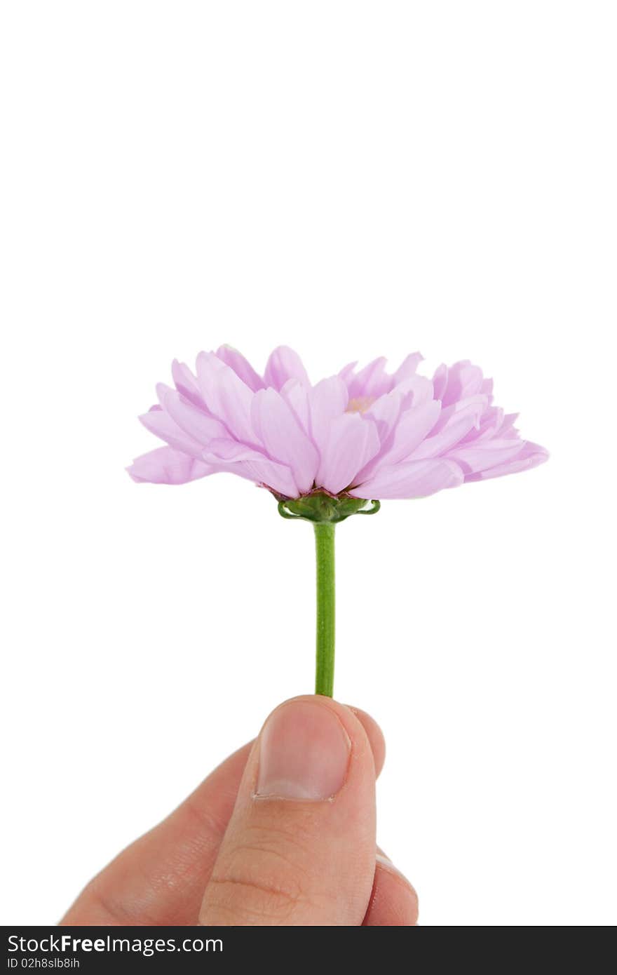 A flower in a hand