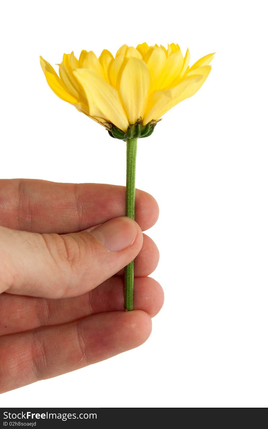 A flower in a hand