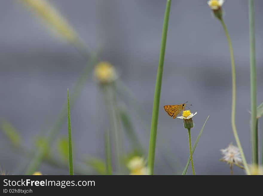 Butterfly wallpaper and flower yellow