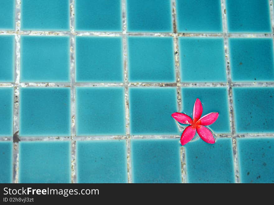 Flower In Pool